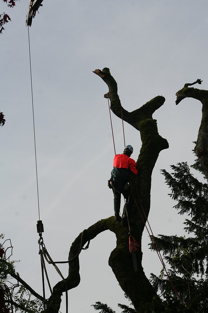 Baumfällungen Heidenheim - Bühler Bolheim - Professionelle Heckenentfernung